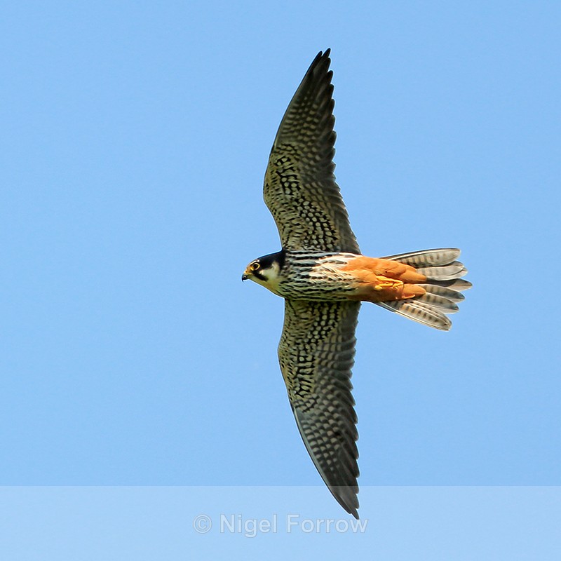 Hobby in flight, Otmoor RSPB - Hobby