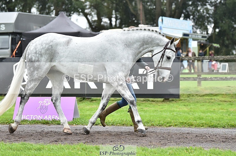 231018-124540-00501 - 061-SAYS.ALL-Maisie.Morgan-TrotUp