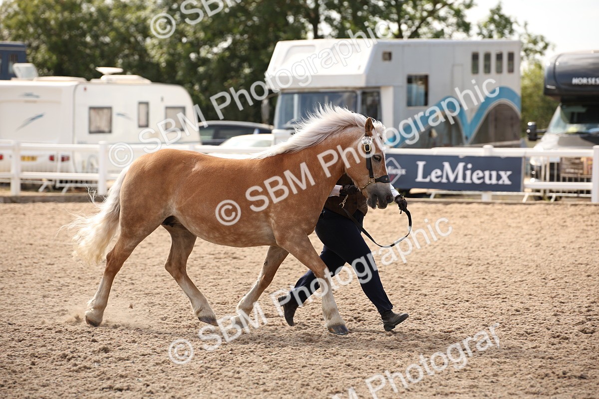 SBM_07061 - Class 25 IH Foreign Breeds- Pure bred