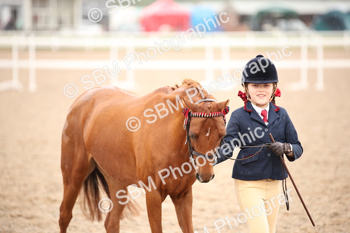 SBM_20114 - Class 702 - IH  Show Horse Pony