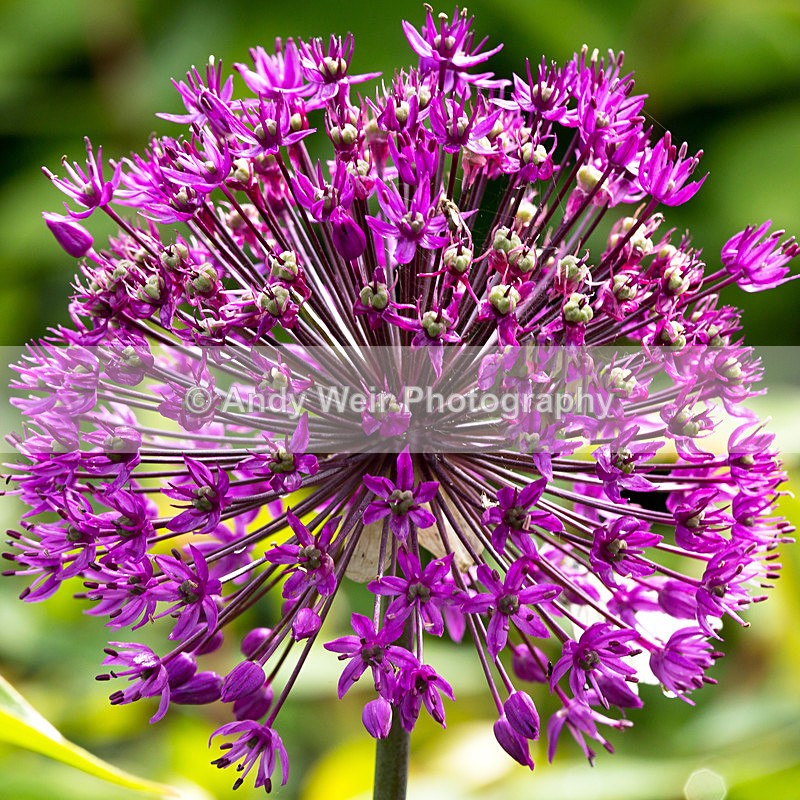 20140526-3K8A1735-2981 - Plants & Flowers