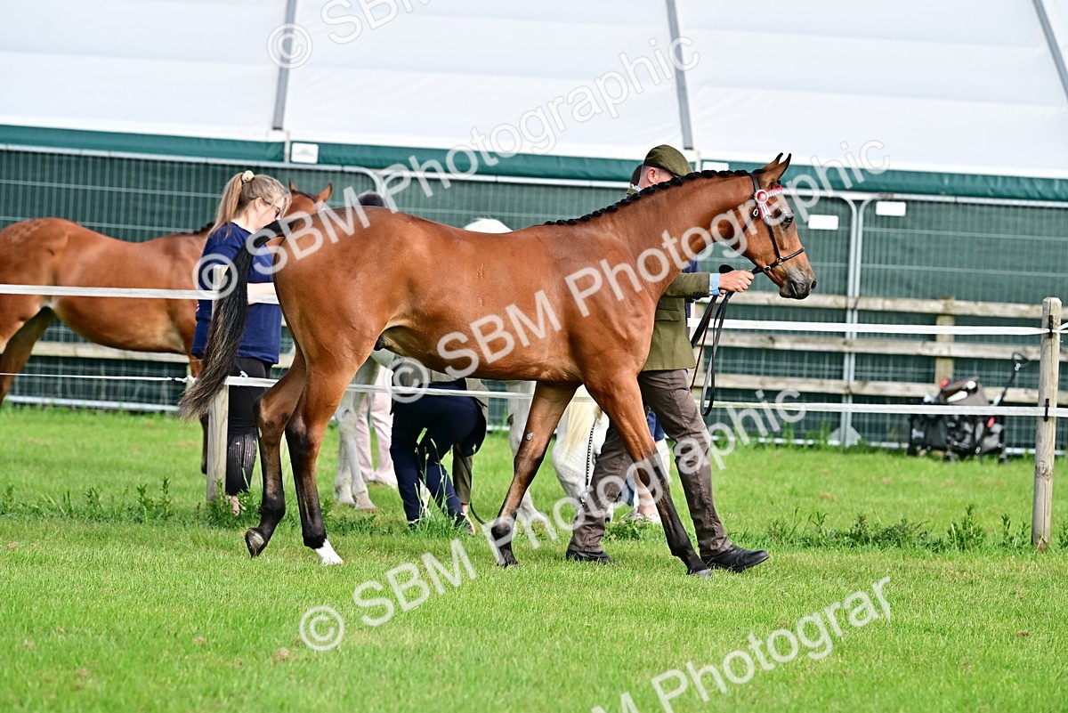 SBM_00082 - Class 46-49 - Arab and Part Bed-Anglo Arab In Hand