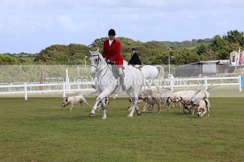 3E7A3380 - Parade of Hounds