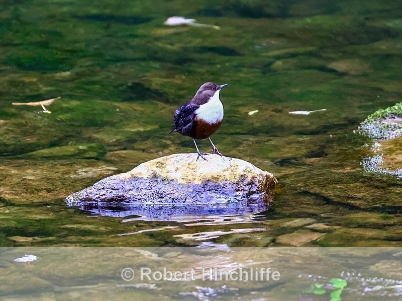 Dipper on stone - Blank Cards