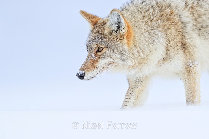 Coyote passes close, Hayden Valley, Yellowstone - Coyote