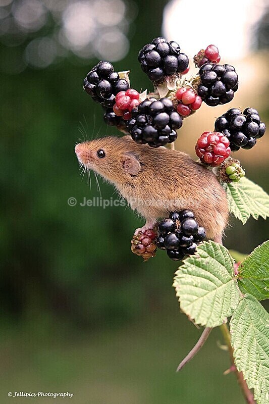  - Wildlife and Nature