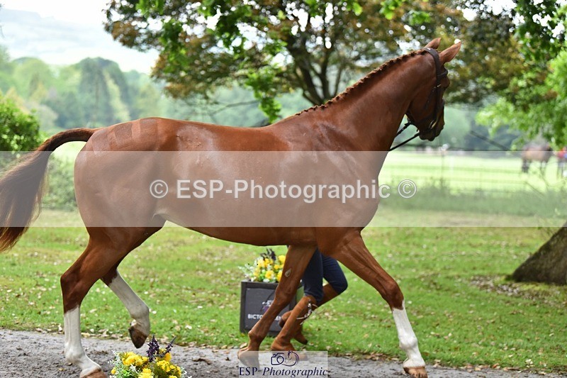 240522-170120-01330 - 233-SILVESTERS_FINESSE-Rosalind_Canter