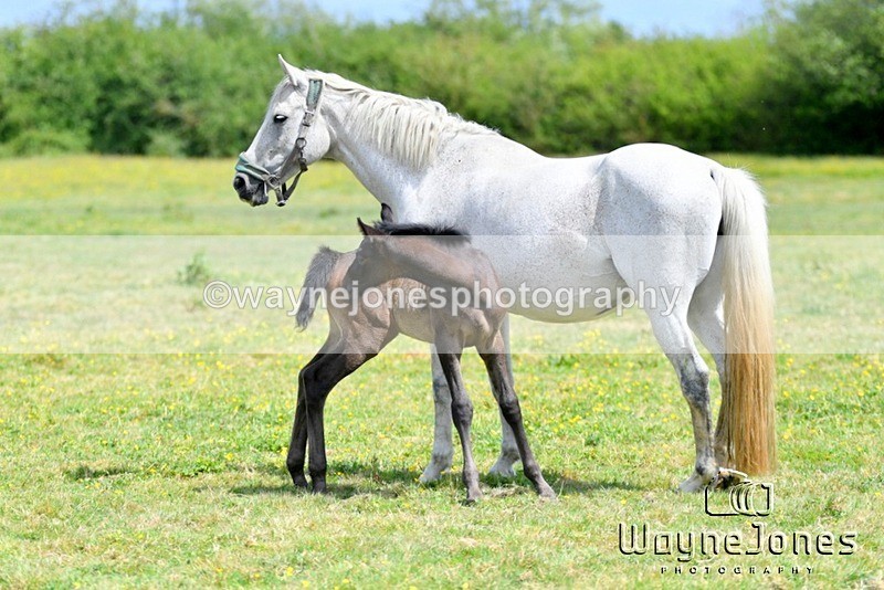 WJ5_4327 - Lyford Stud - Foals 01-06-25