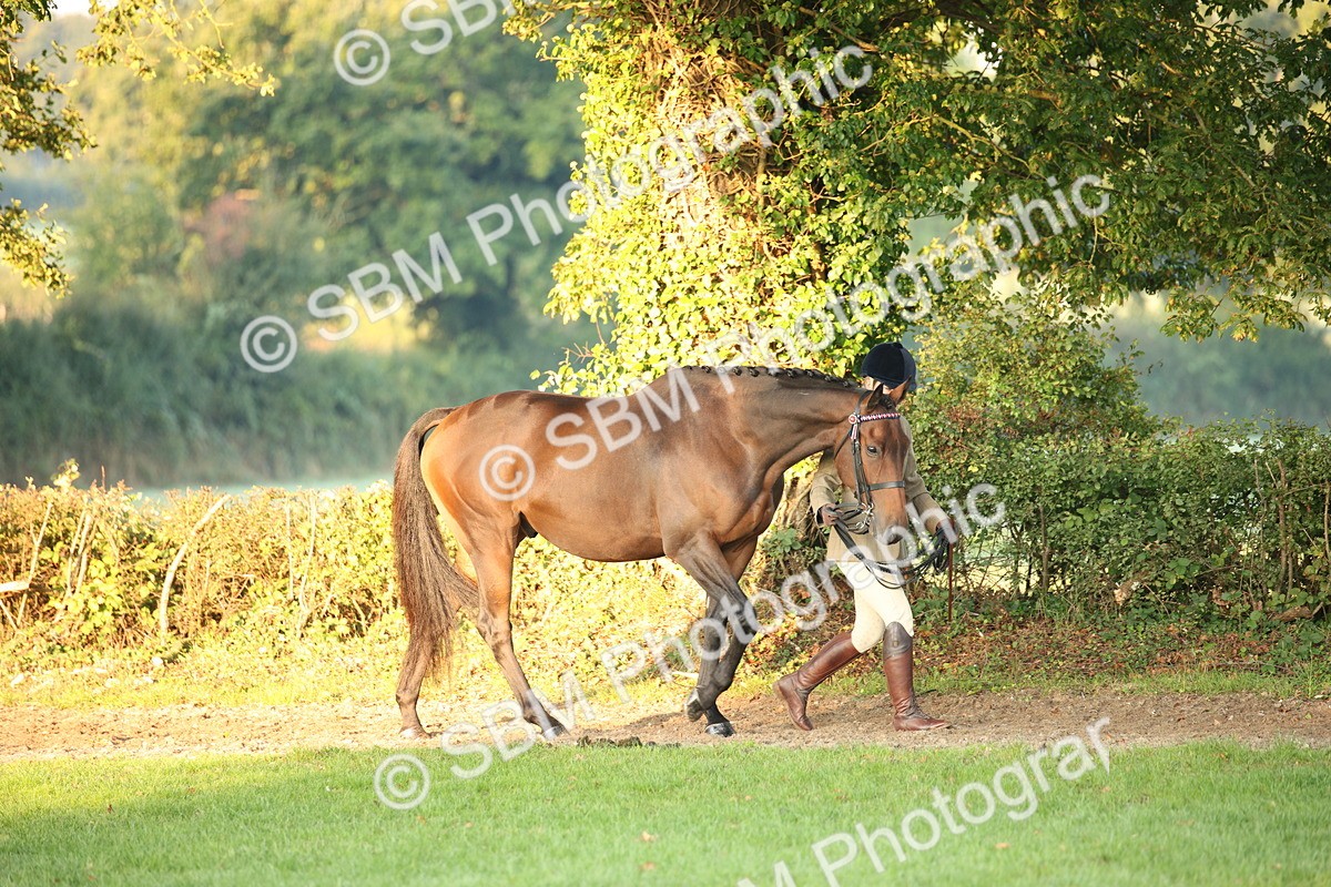 SBM_56795 - S49 - Riding Horse & Hack & Thoroughbred In Hand