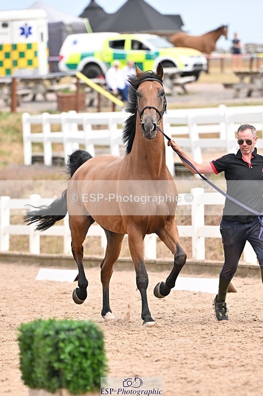 250716-153443-02026 - Trot Up 3.30 to 4.30