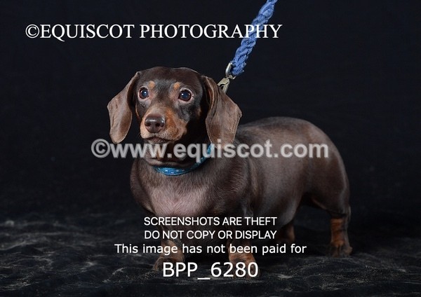 BPP_6280 - LESLEY GRANGER DOGS