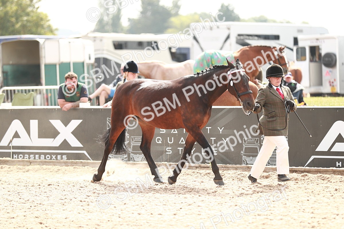 SBM_13215 - Class 208 IH Veteran Horse