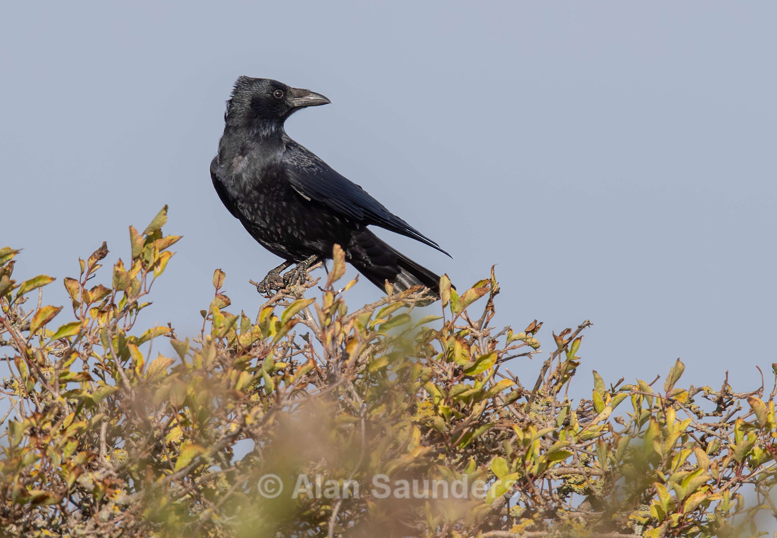 Carrion Crow 4