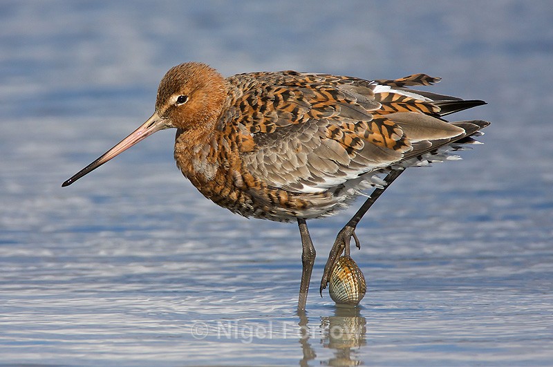 Black-tailed Godwit with claw trapped in a shell - Black-tailed Godwit
