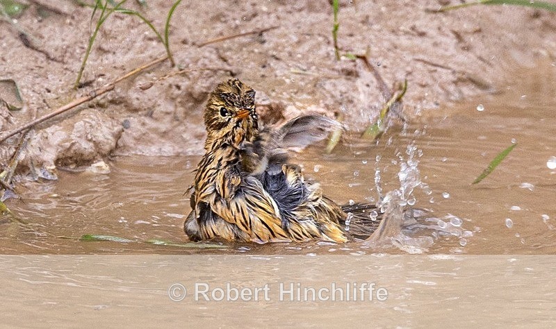 Meadow Pipit Bathing - Blank Cards