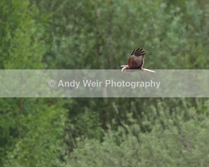 20100501-WE 140 - Raptors