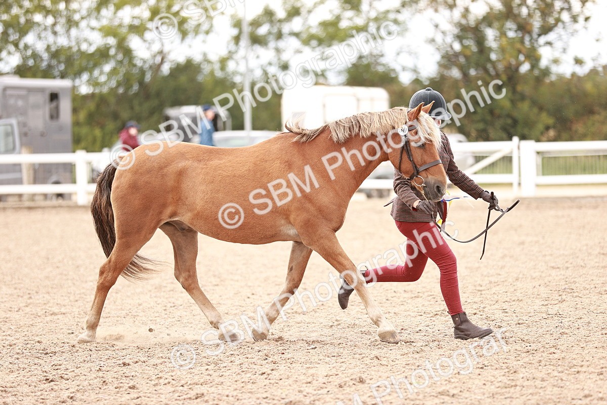 SBM_16948 - Class 415 - Horse-Pony Judge would most like to take home