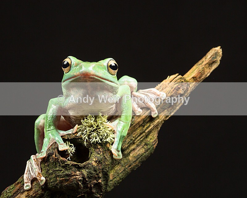 20140325-3K8A9517-2842 - Frogs & Toads