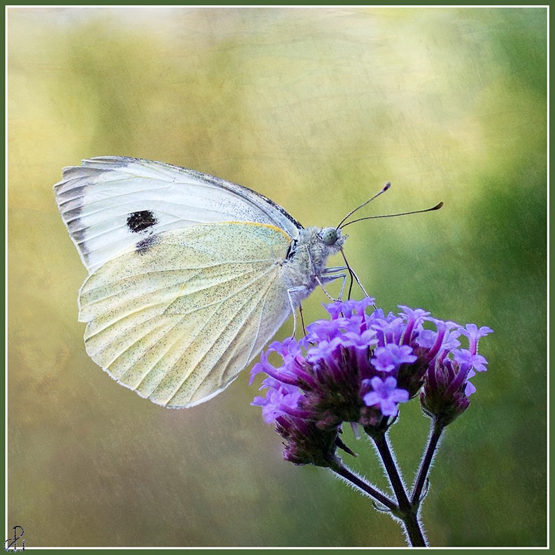 Macro Photography by Diana Uzun