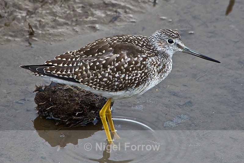 Greater Yellowlegs (juvenile) - Greater Yellowlegs