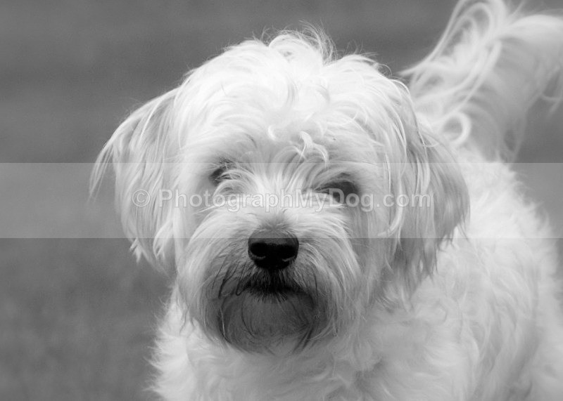  - More than one Breed