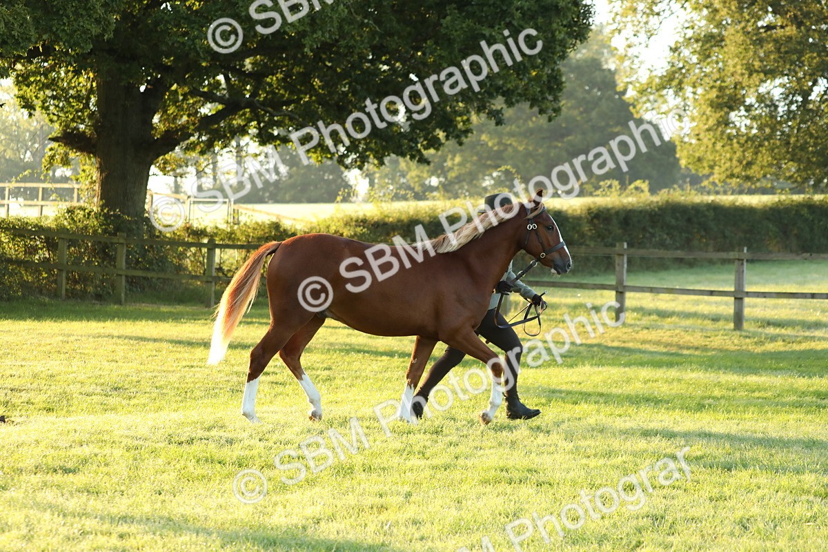 SBM_57812 - S42 - Youngstock