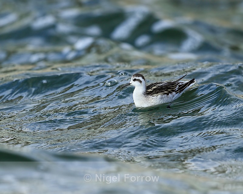 Red-necked Phalarope (juvenile), Farmoor - Red-necked Phalarope