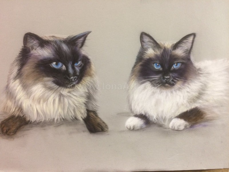  - Pet Portraits
