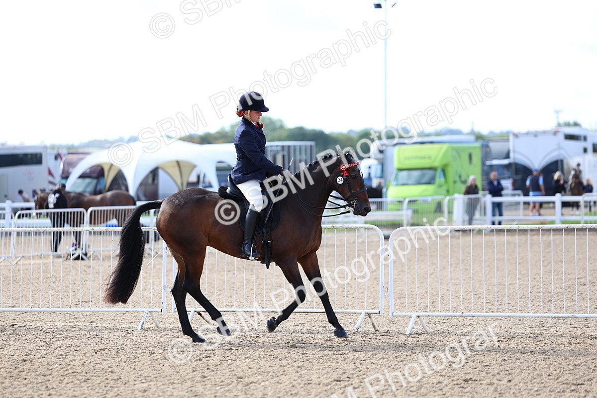 SBM_09112 - Class 303 - Ridden Pure Bred Horse Pony