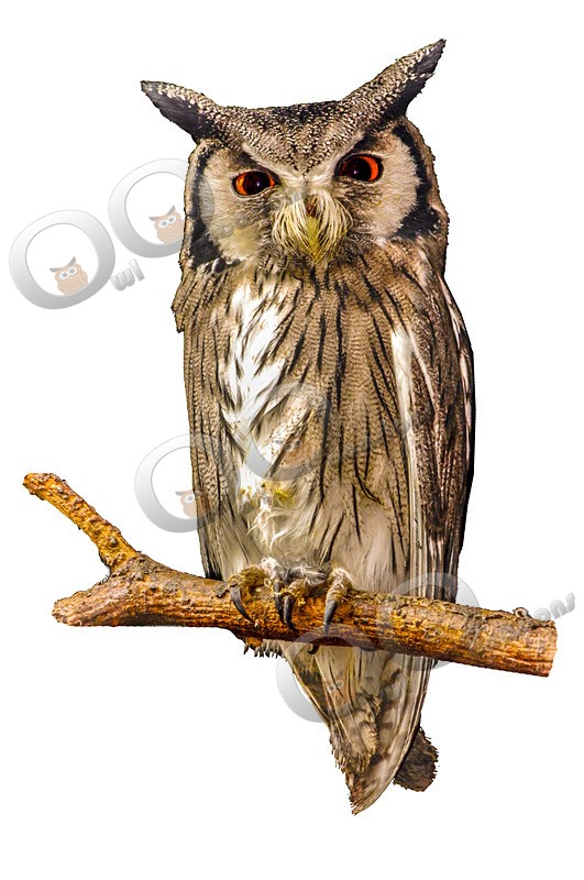  0226  white faced scops owl Ptilopsis leucotis-01 - Owls of the World