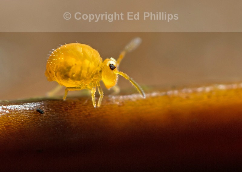 Sminthurinus aureus
