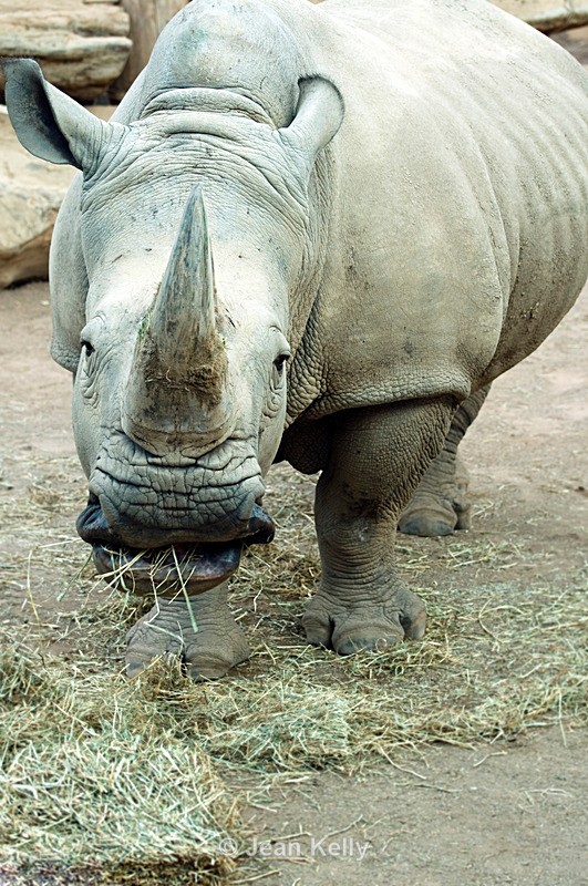 Rhinoceros - 0347 - Rhinoceros