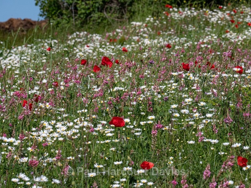 Weeds of cultivation Apennines Italy. scarlet field poppies (Papaver rhoeas), pink sainfoin (Onobrychis sp)  white ox-eye daisies( Leucanthemum vulgare, - Flowers in the Landscape - 2