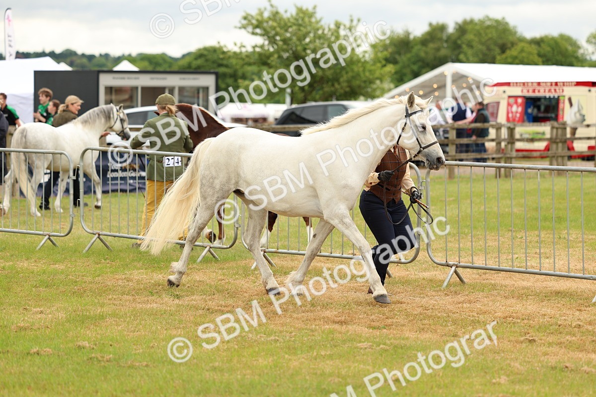 SBM_04162 - Class 64-67 - Shetland Pony In Hand