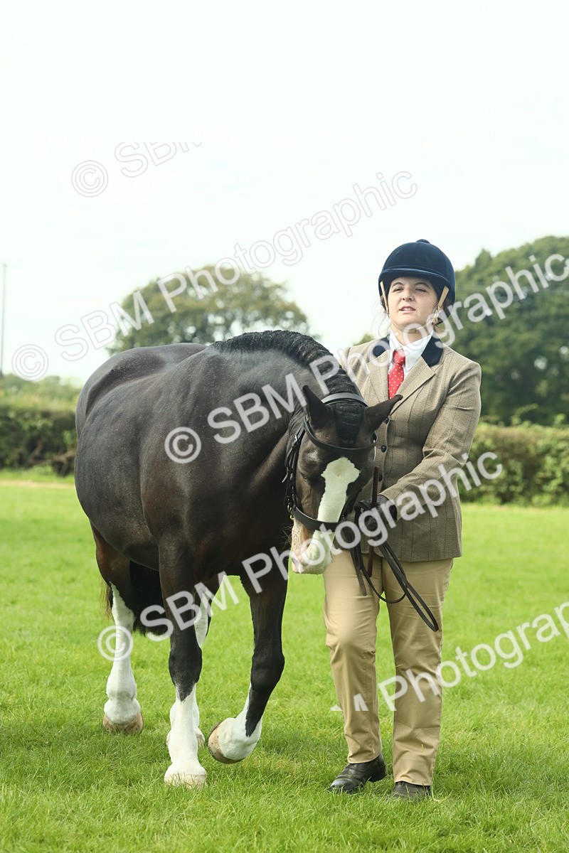 SBM_66479 - S34 - Rehabilitated Rescue Horse & Pony In Hand & Ridden