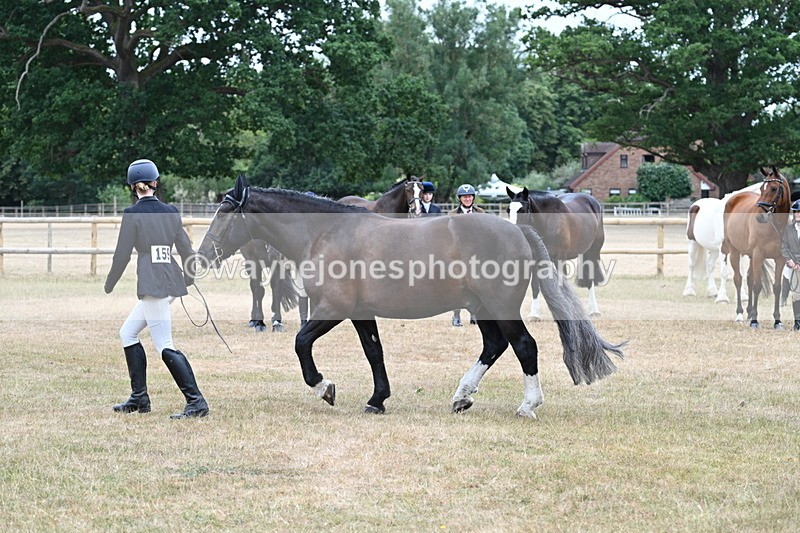 WJ7_0118 - Class 5a Most Handsome Gelding (above 14.2hh)