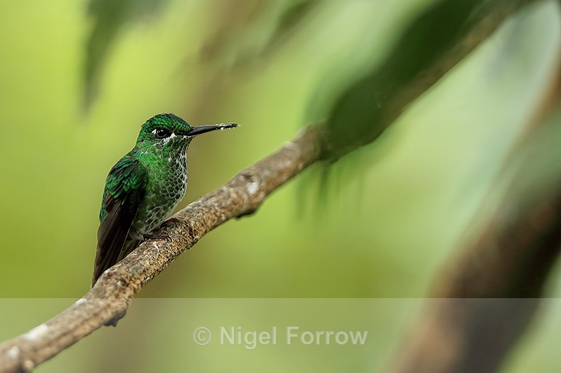 Green-crowned Brilliant (female) perched on branch, Costa Rica - Green-crowned Brilliant