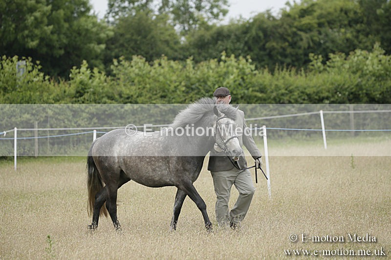 B230619-0079 - Bourne Valley Riding Club Summer Show 23/06/19
