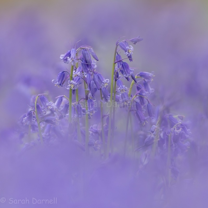 Bluebell Haze 2026 - Greeting Cards