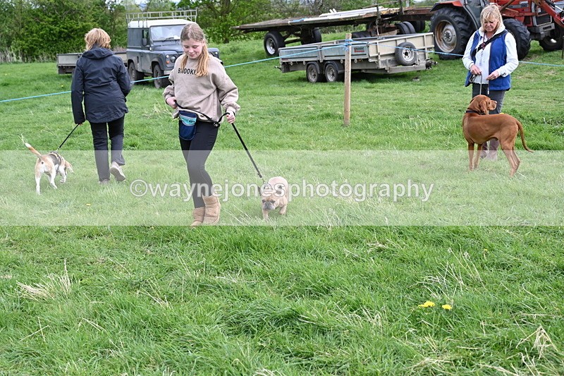 WJ6_8146 - Class 2 Best Pedigree