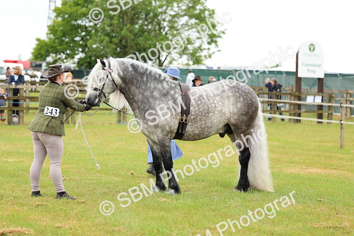 SBM_00539 - Class 58-67 - M&M Non Welsh Pony In hand