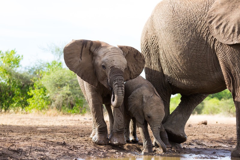 Elephant Baby 32