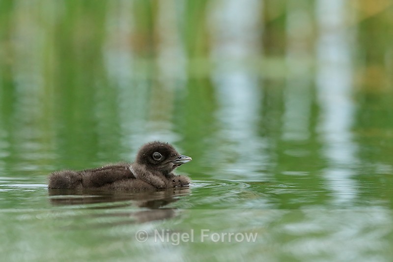 Common Loon chick, green water background - Minnesota, USA - Great Northern Diver