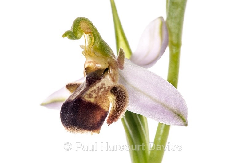 - WB: Orchids - Ophrys