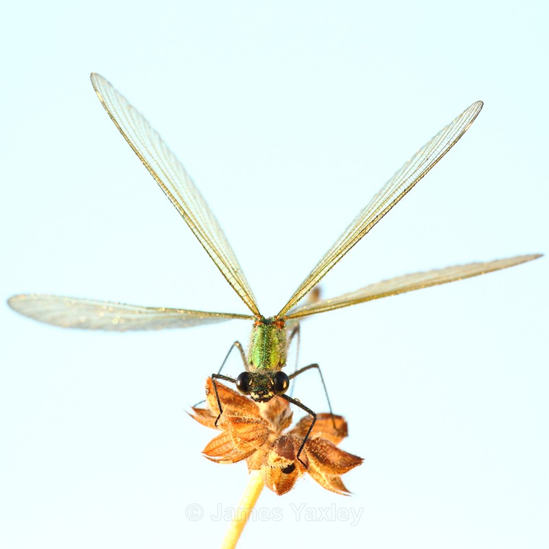 Drying before Flying - Butterflies, Dragonflies and Demoiselles