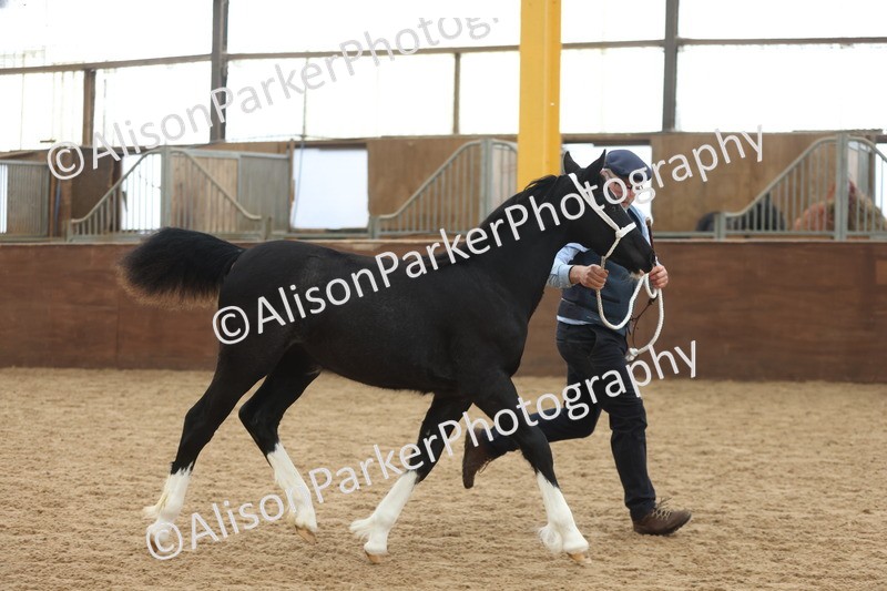 20251109-0798 - Class 24 - Foals