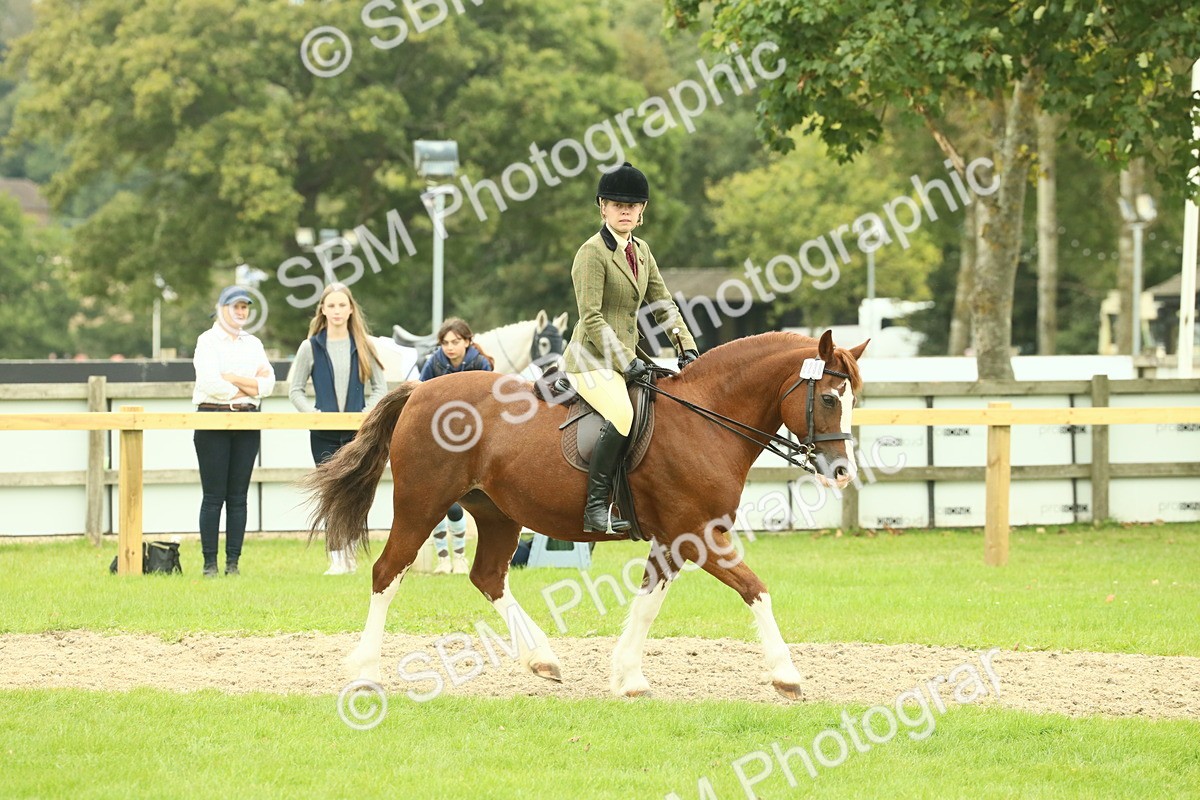 SBM_72114 - S60 - Mountain & Moorland Ridden Large Breeds