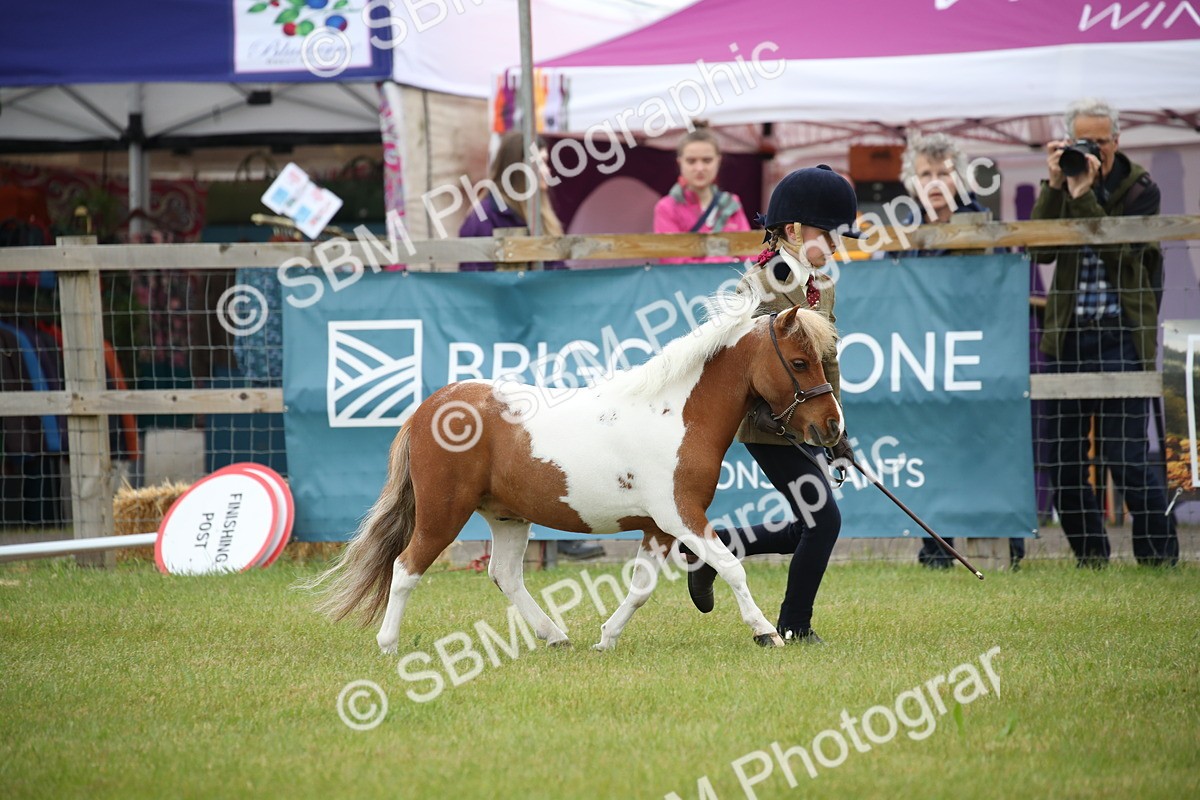 SBM_03883 - Class 23-25 - British Miniature Horse of the Year