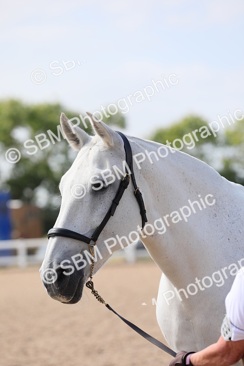 SBM_15744 - Class 312 IH Competition Horse/Pony