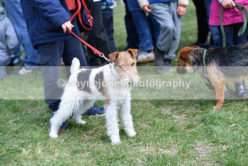 WJ5_0509 - Class 7 Best Terrier